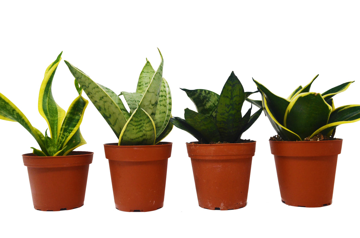 4 Different Snake Plants in 4" Pots E390649