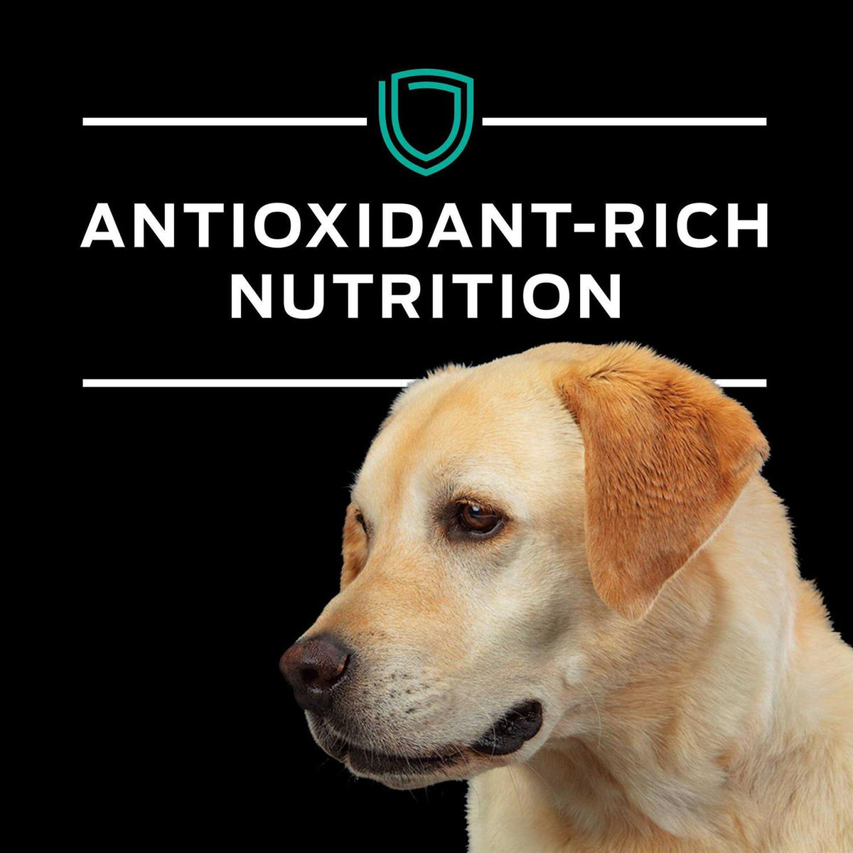 EN Gastroenteric Formula Dry Dog Food D4788