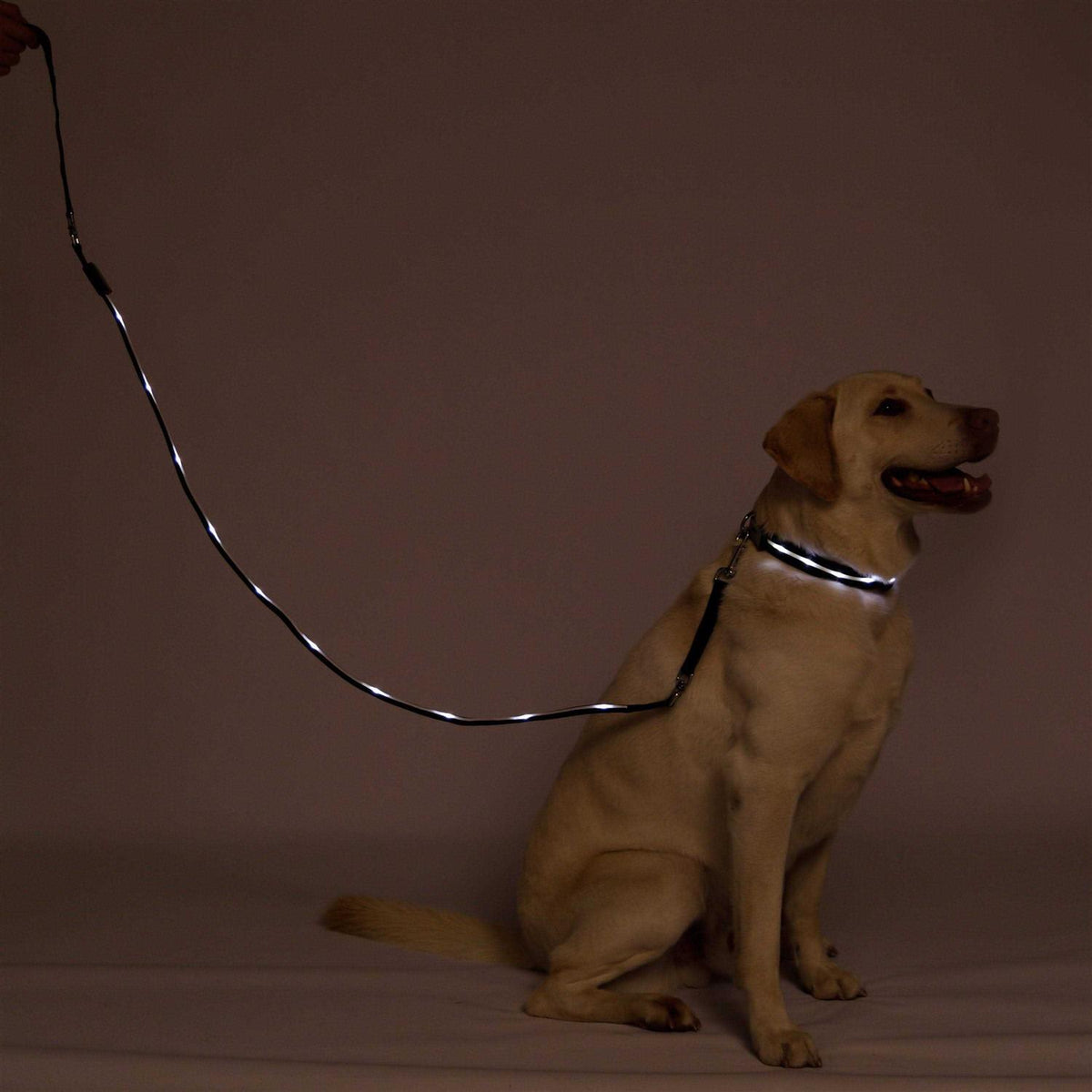 LED Dog Leash USB Rechargeable R398944