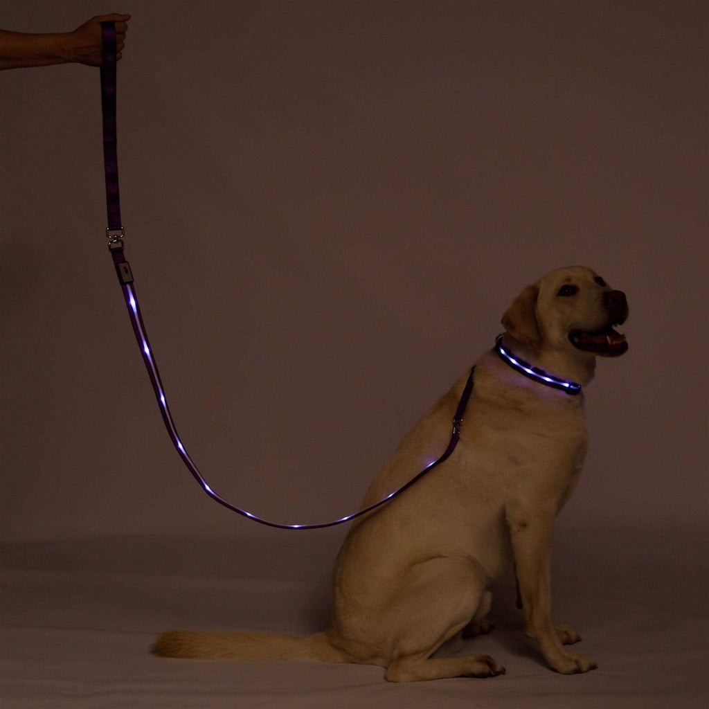 LED Dog Leash USB Rechargeable R398944