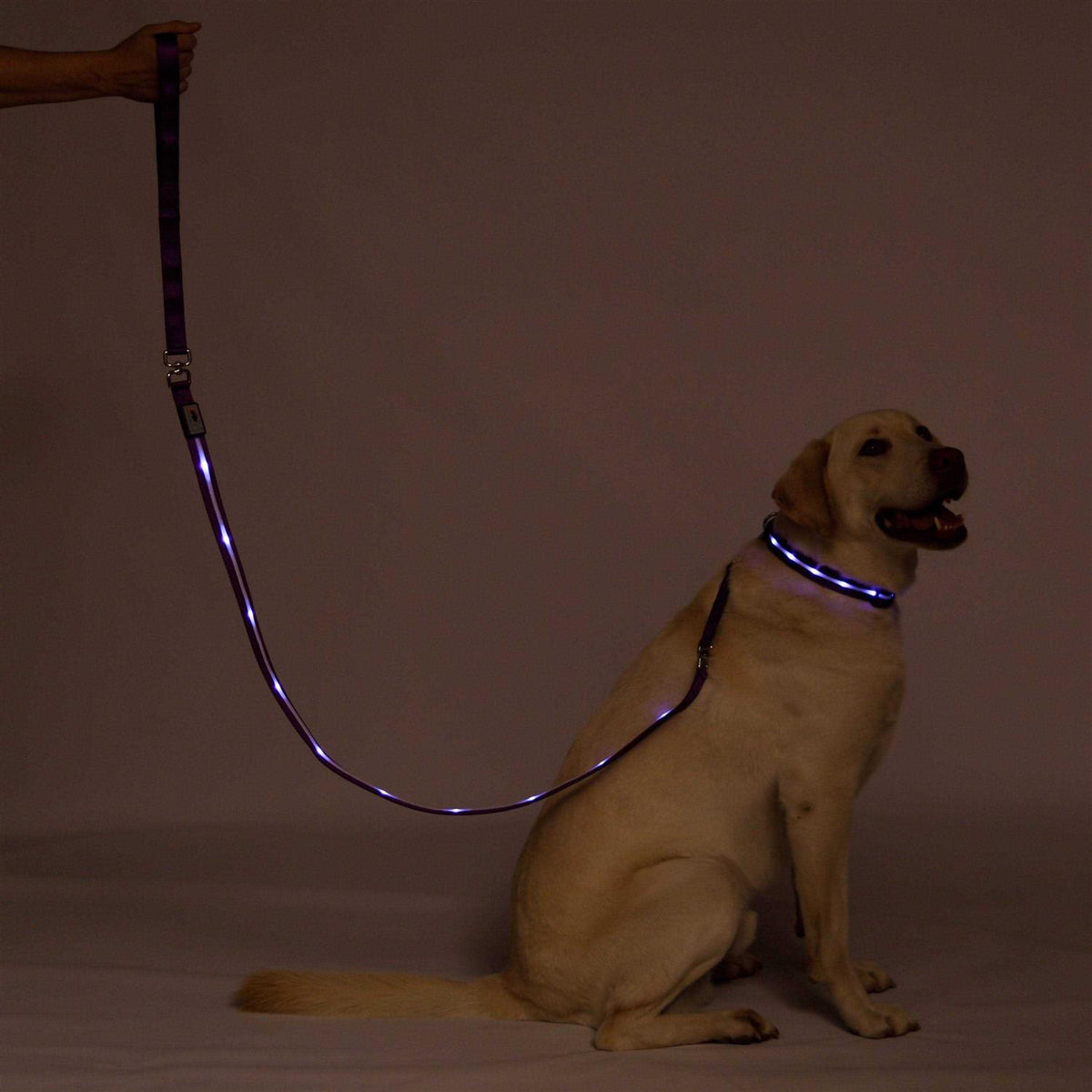 LED Dog Leash USB Rechargeable R398944