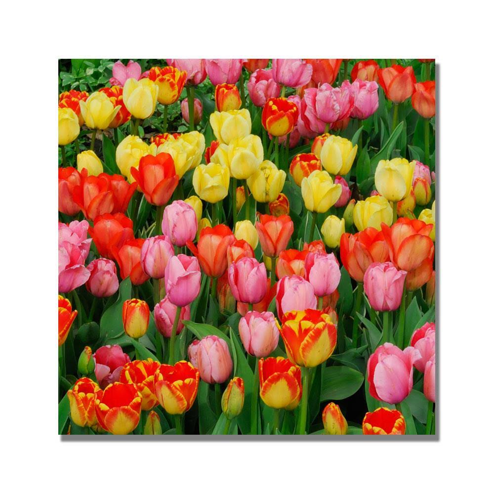 Canvas Art O80636