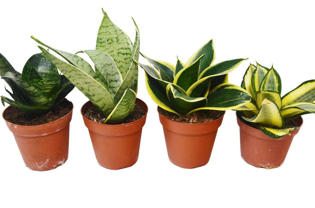 4 Different Snake Plants in 4" Pots E390649