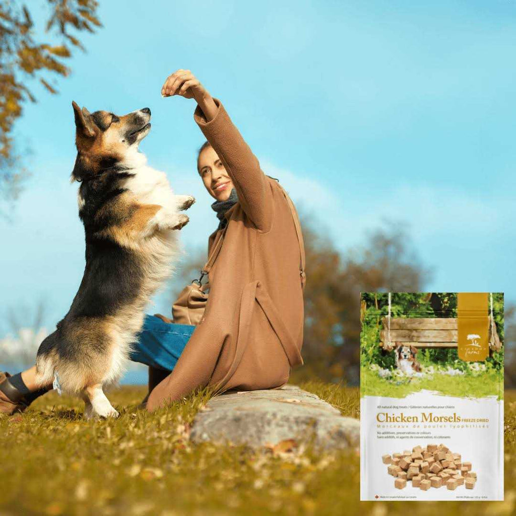 Chicken Morsels Dog Treats M36457