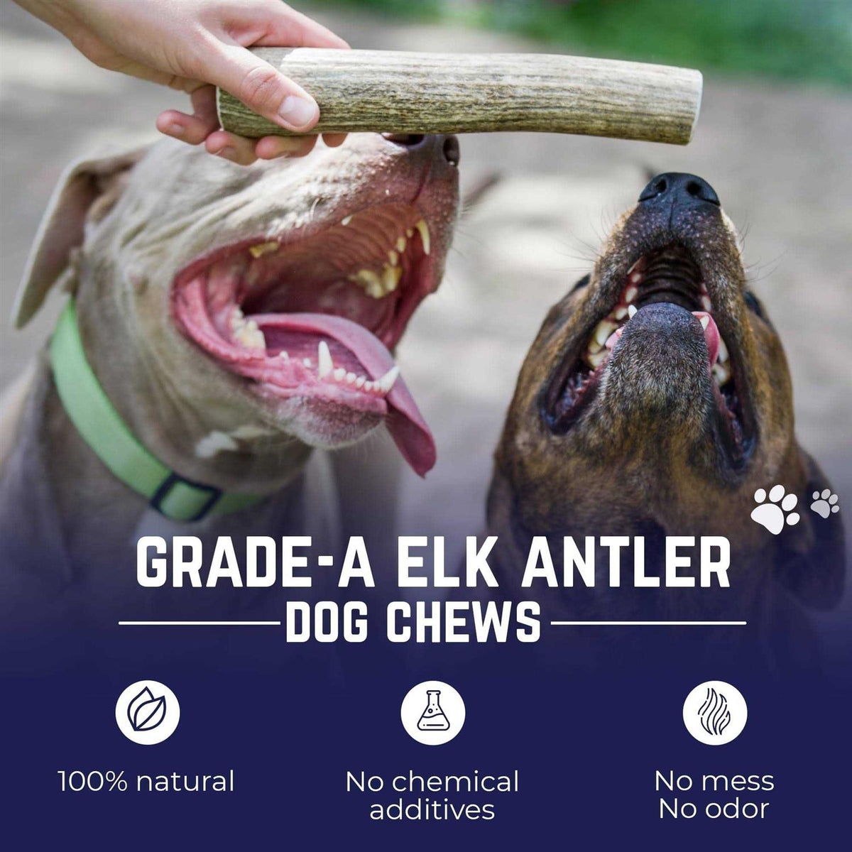 Elk Antler Dog Chew U377