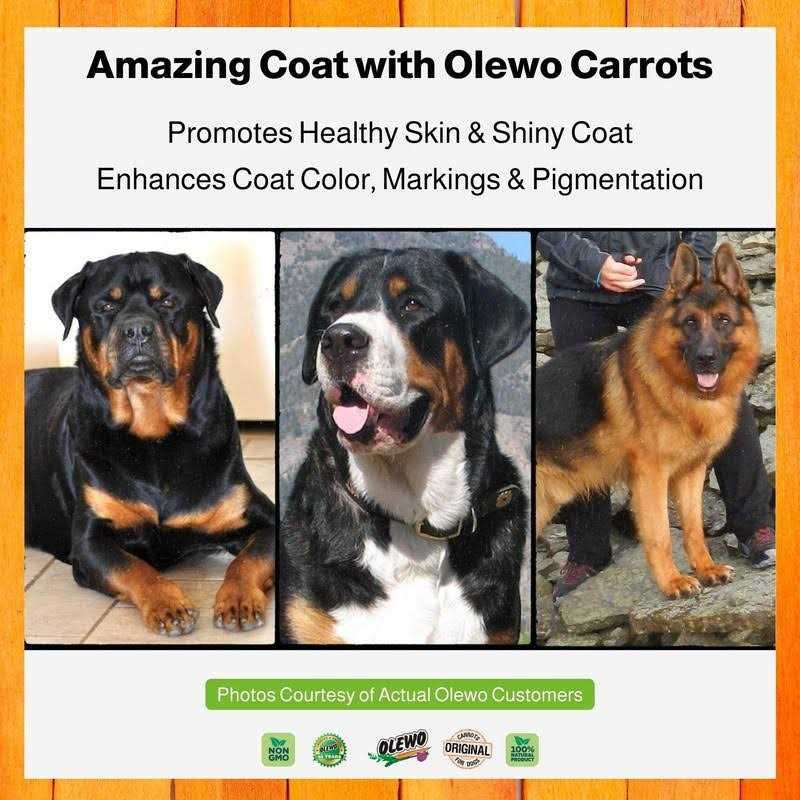 Original Carrots for Dogs T4608