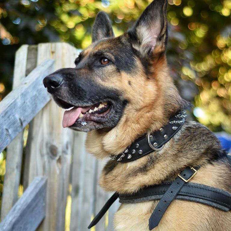 Dog Collar S9992