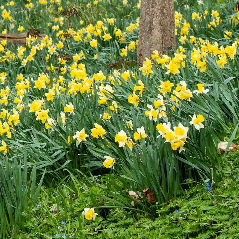 Mixed Daffodils 10 - 24 Inches W2781