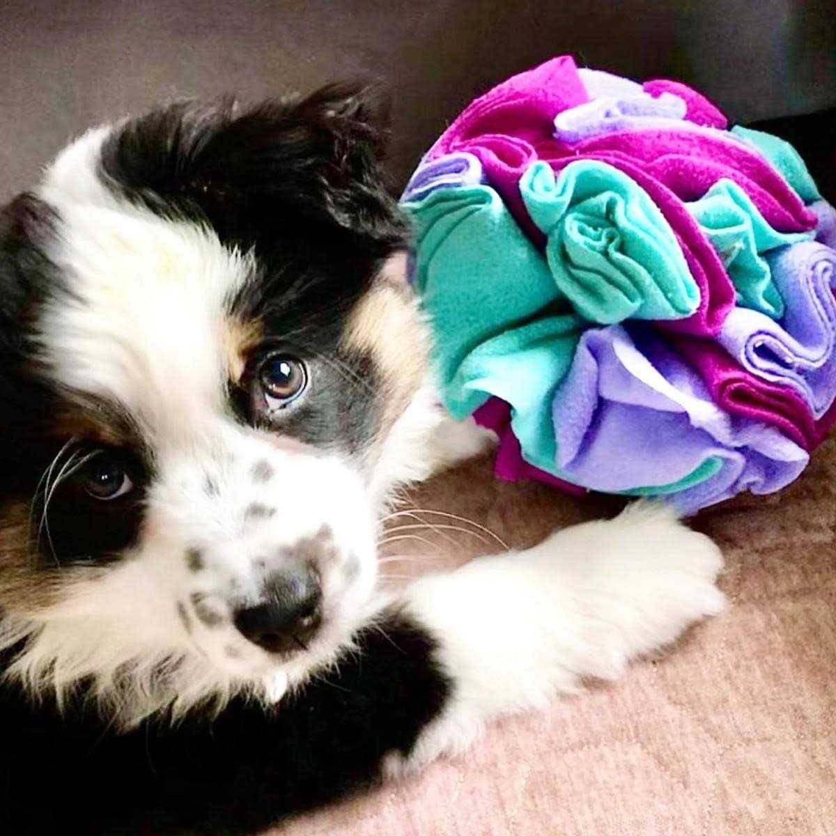 Snuffle Balls Dog Toy Q25705