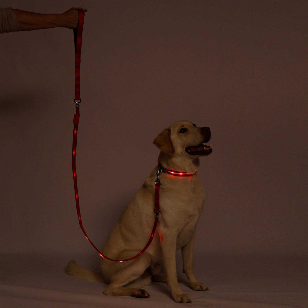 LED Dog Leash USB Rechargeable R398944