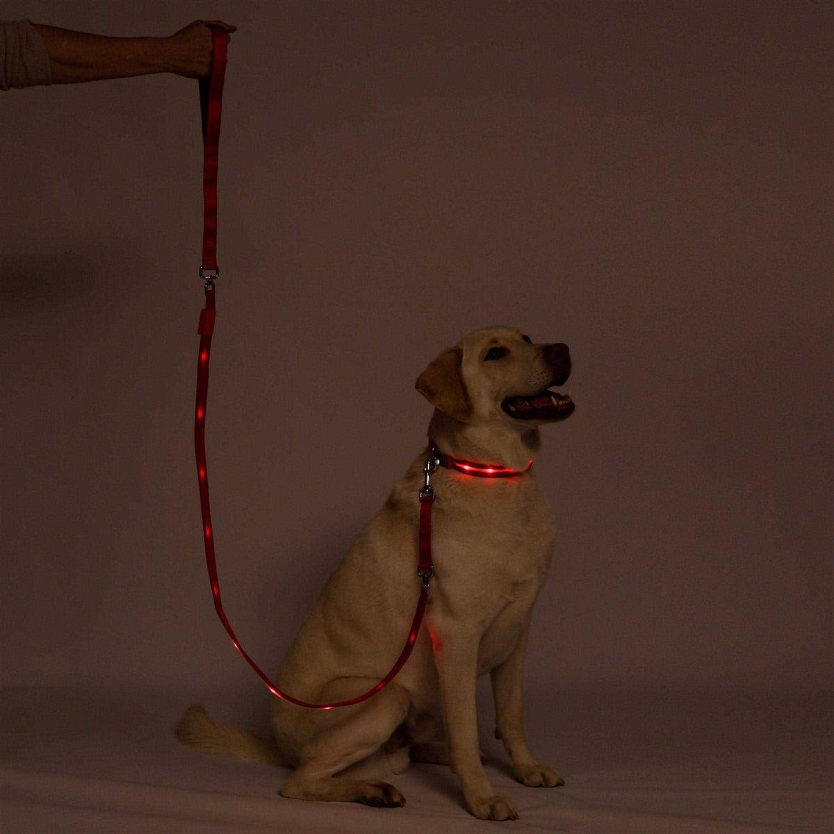 LED Dog Leash USB Rechargeable R398944