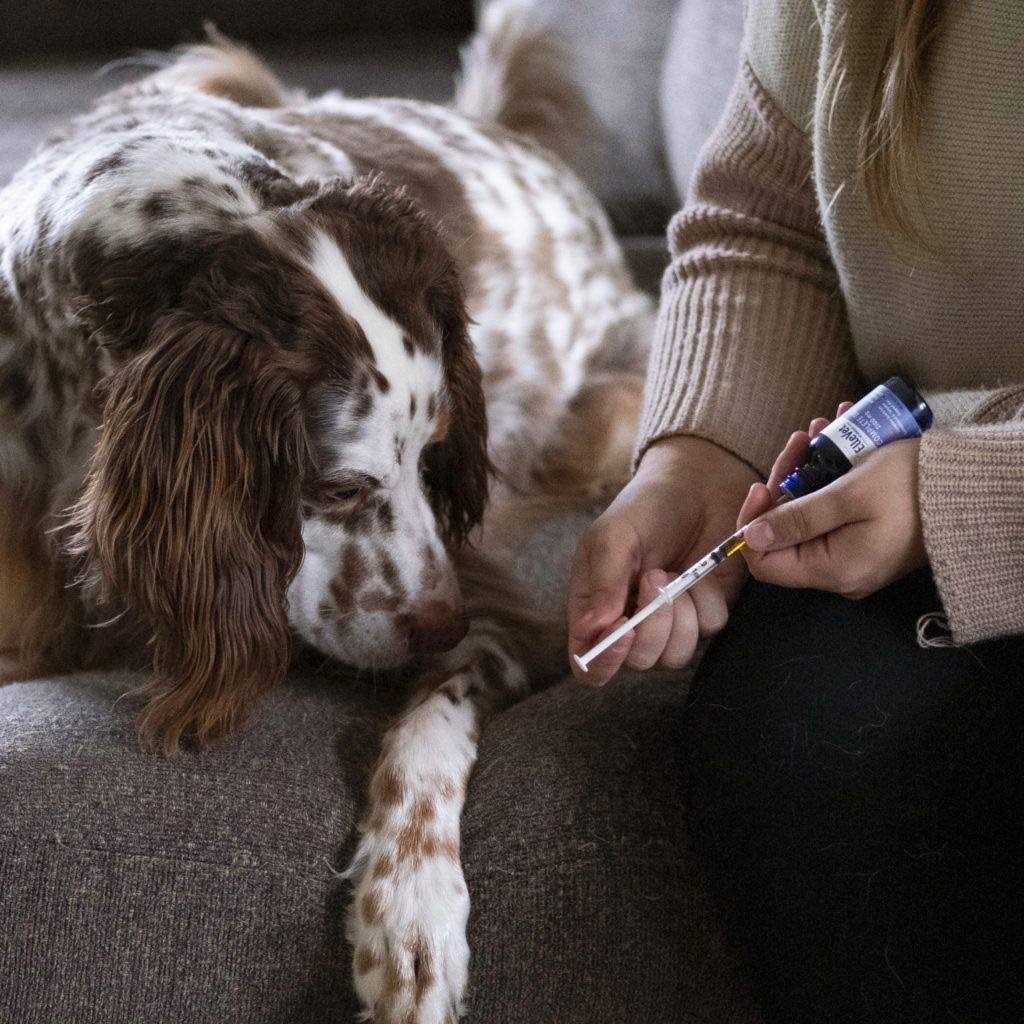 Hemp Oil For Dogs D7965