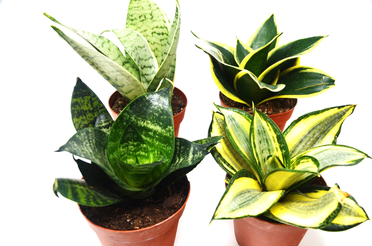 4 Different Snake Plants in 4" Pots E390649
