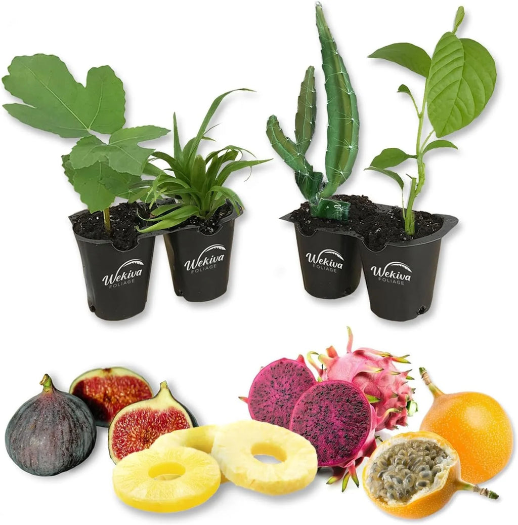 4 Live Exotic Starter Plants Passion Fruit Fig Tree Dragon Fruit Pineapple V94308