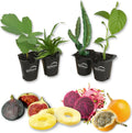 4 Live Exotic Starter Plants Passion Fruit Fig Tree Dragon Fruit Pineapple V94308
