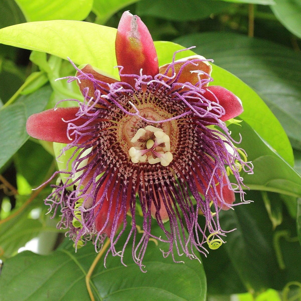 4 Live Exotic Starter Plants Passion Fruit Fig Tree Dragon Fruit Pineapple V94308