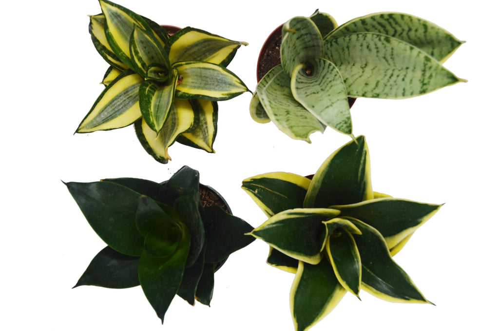 4 Different Snake Plants in 4" Pots E390649