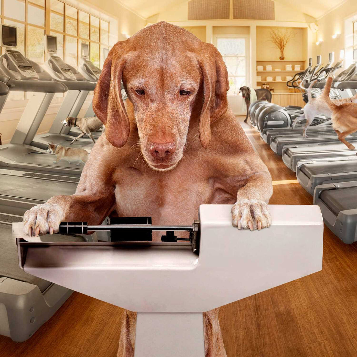 Weight Management Dry Dog Food O258933