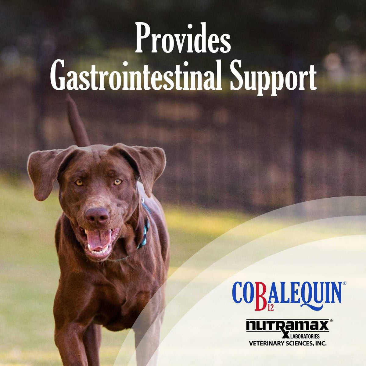 B12 Supplement Dogs K772336